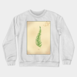 Fern, botanical watercolor painting Crewneck Sweatshirt